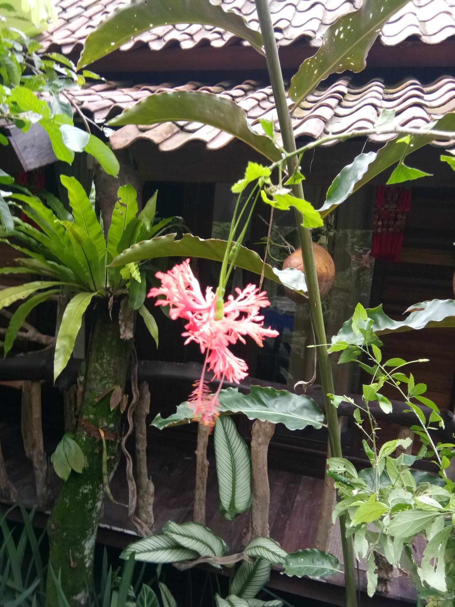 Les Garden *