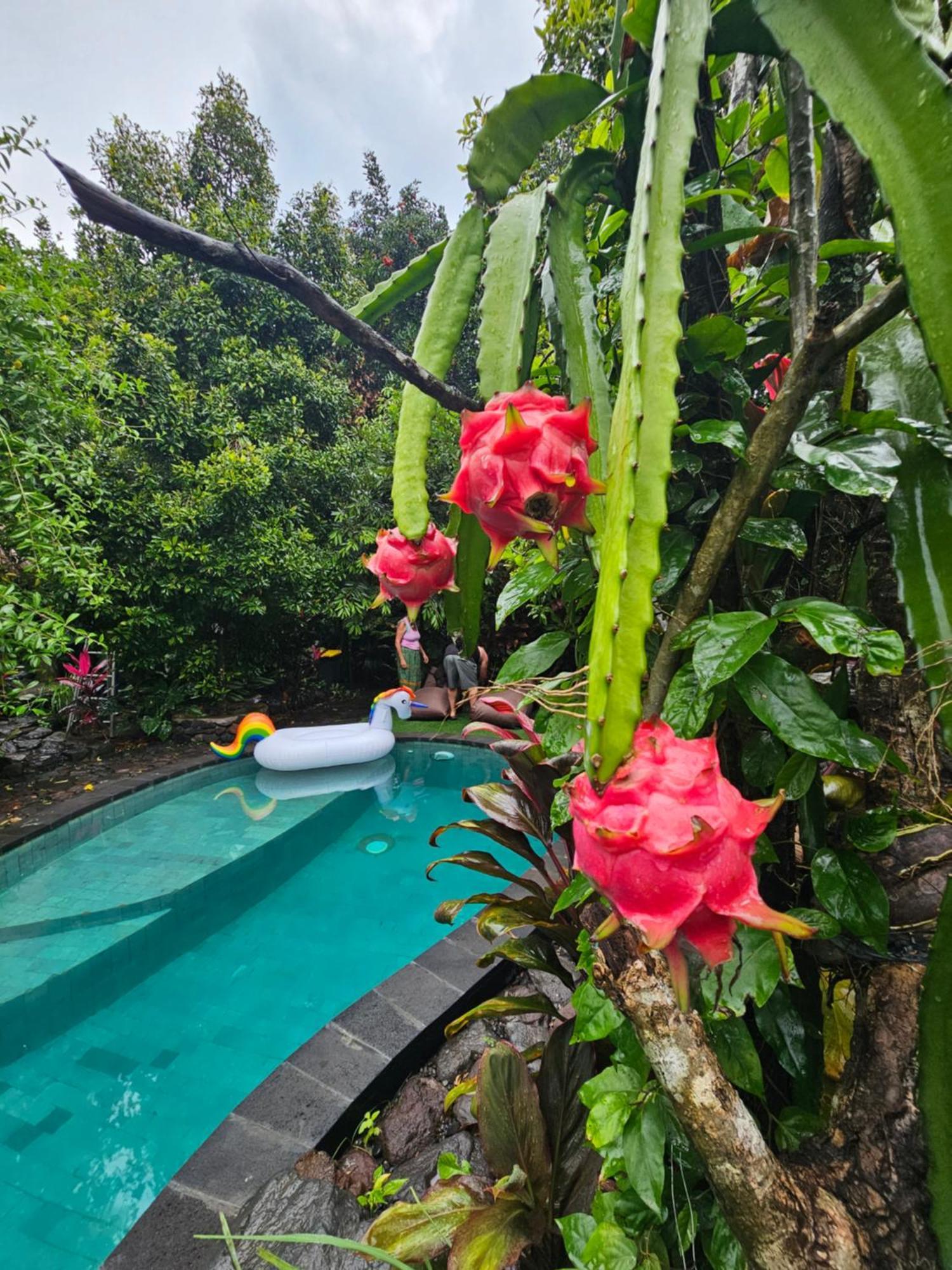 Les Garden Wisma tamu Tejakula